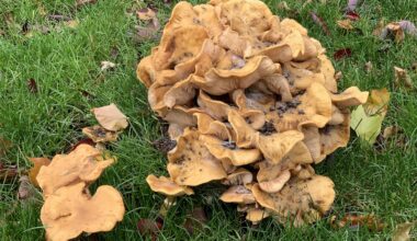 Absolute Einheit, die am Hochschulcampus über ein regnerisches Wochenende gesprießt ist