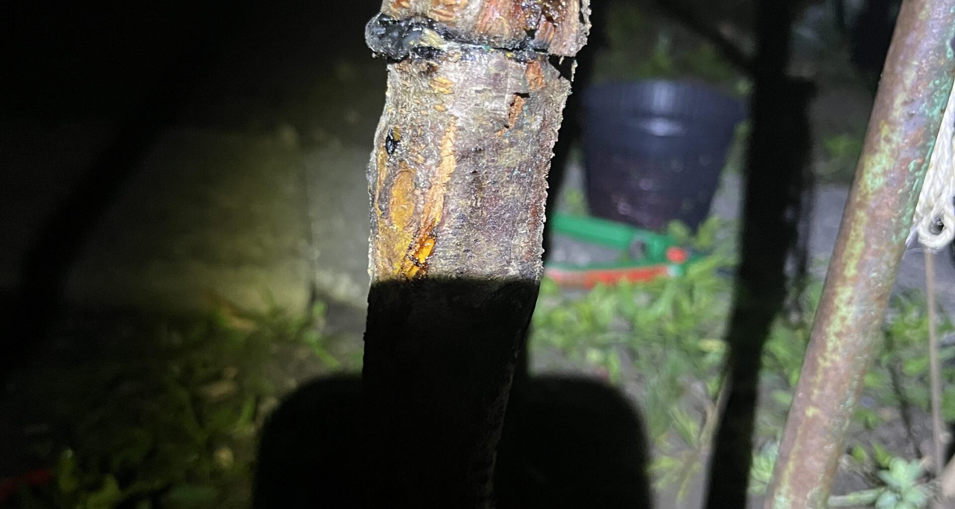 Pfirsichbäumchen stranguliert