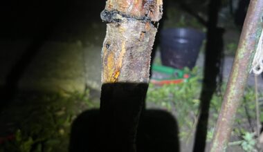 Pfirsichbäumchen stranguliert