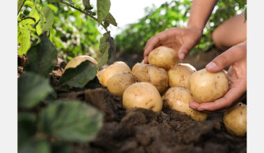 Belarus completes potato harvest above 2024 target