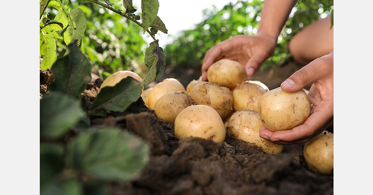 Belarus completes potato harvest above 2024 target