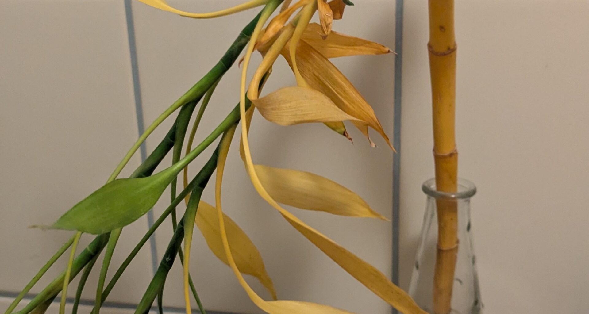 Meinem "Glücksbambus" geht es nicht gut - ist er noch zu retten?