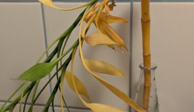 Meinem "Glücksbambus" geht es nicht gut - ist er noch zu retten?