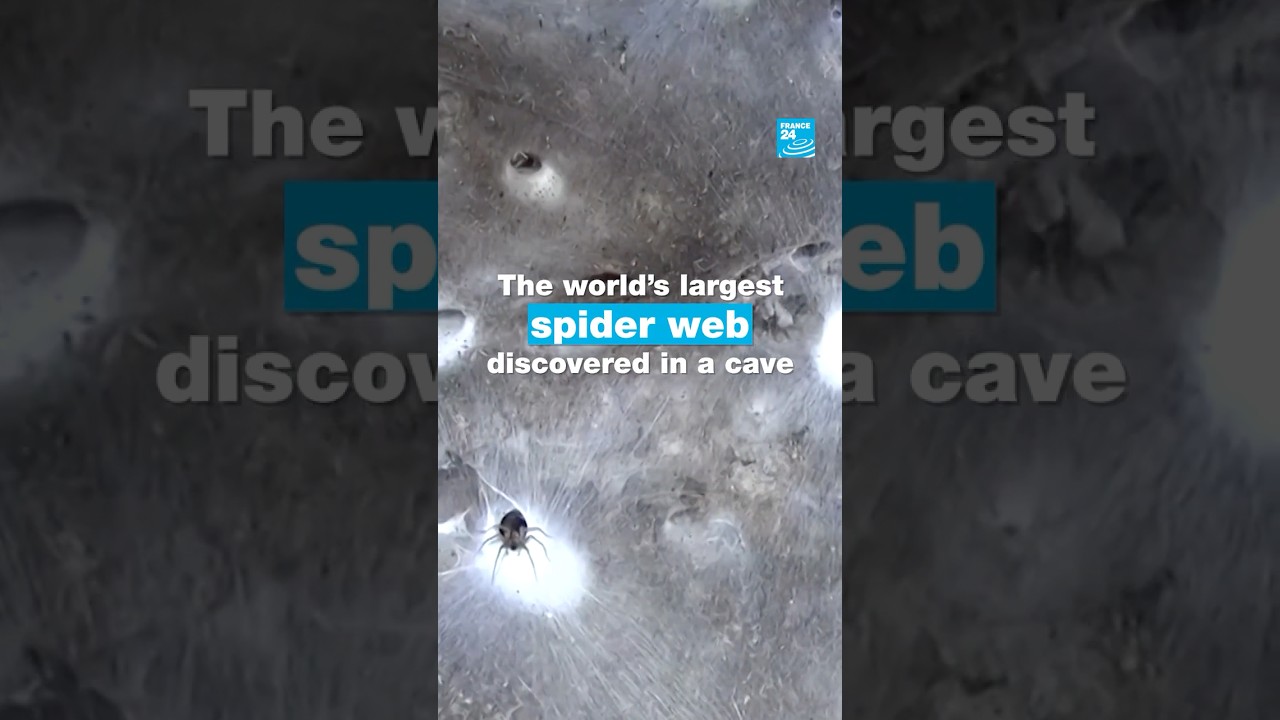 🕷️The world’s largest spider web discovered in a cave • FRANCE 24 English