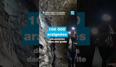 Plus de 100 000 araignées découvertes dans une grotte par des chercheurs • FRANCE 24