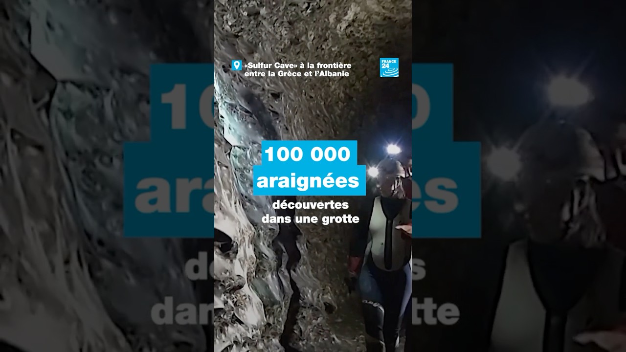 Plus de 100 000 araignées découvertes dans une grotte par des chercheurs • FRANCE 24