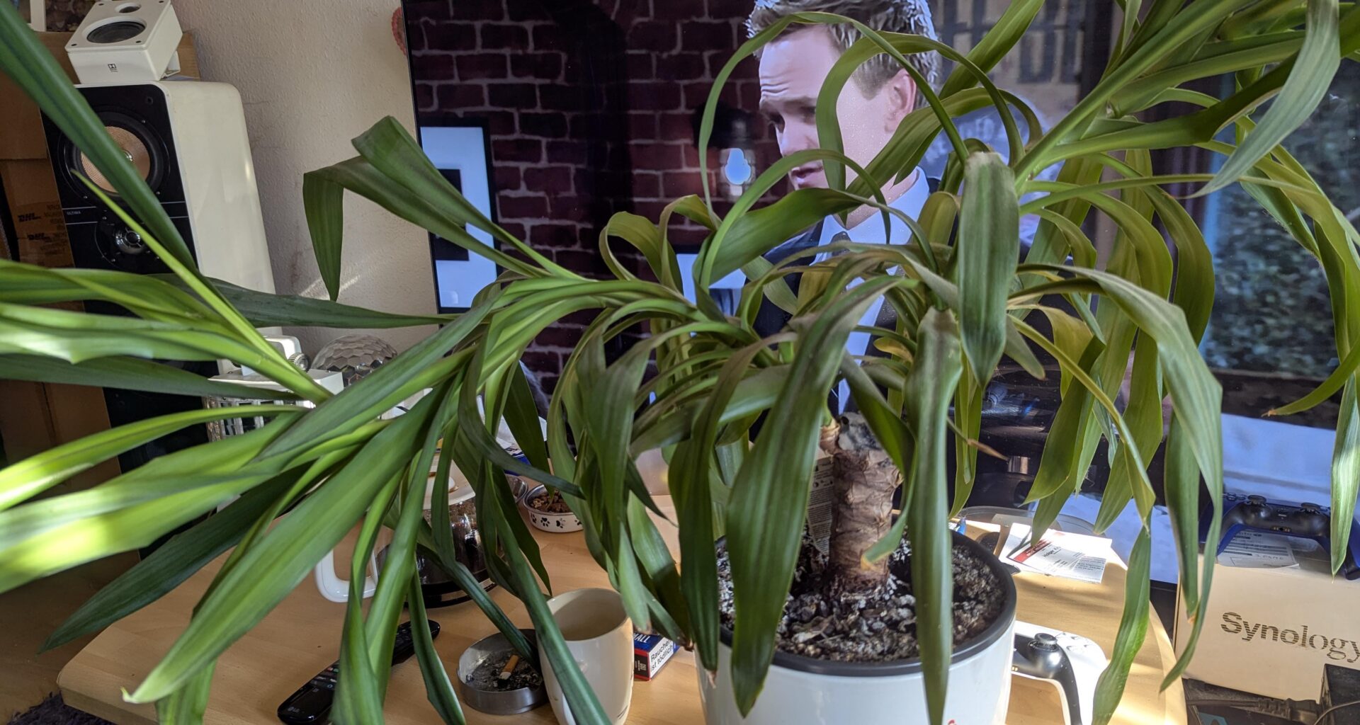 Wie bekomme ich meine Palme wieder gerade.