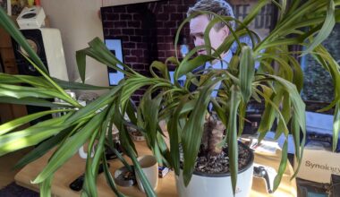 Wie bekomme ich meine Palme wieder gerade.