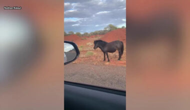 Aussie gold prospector spots 'strange' sight on outback road