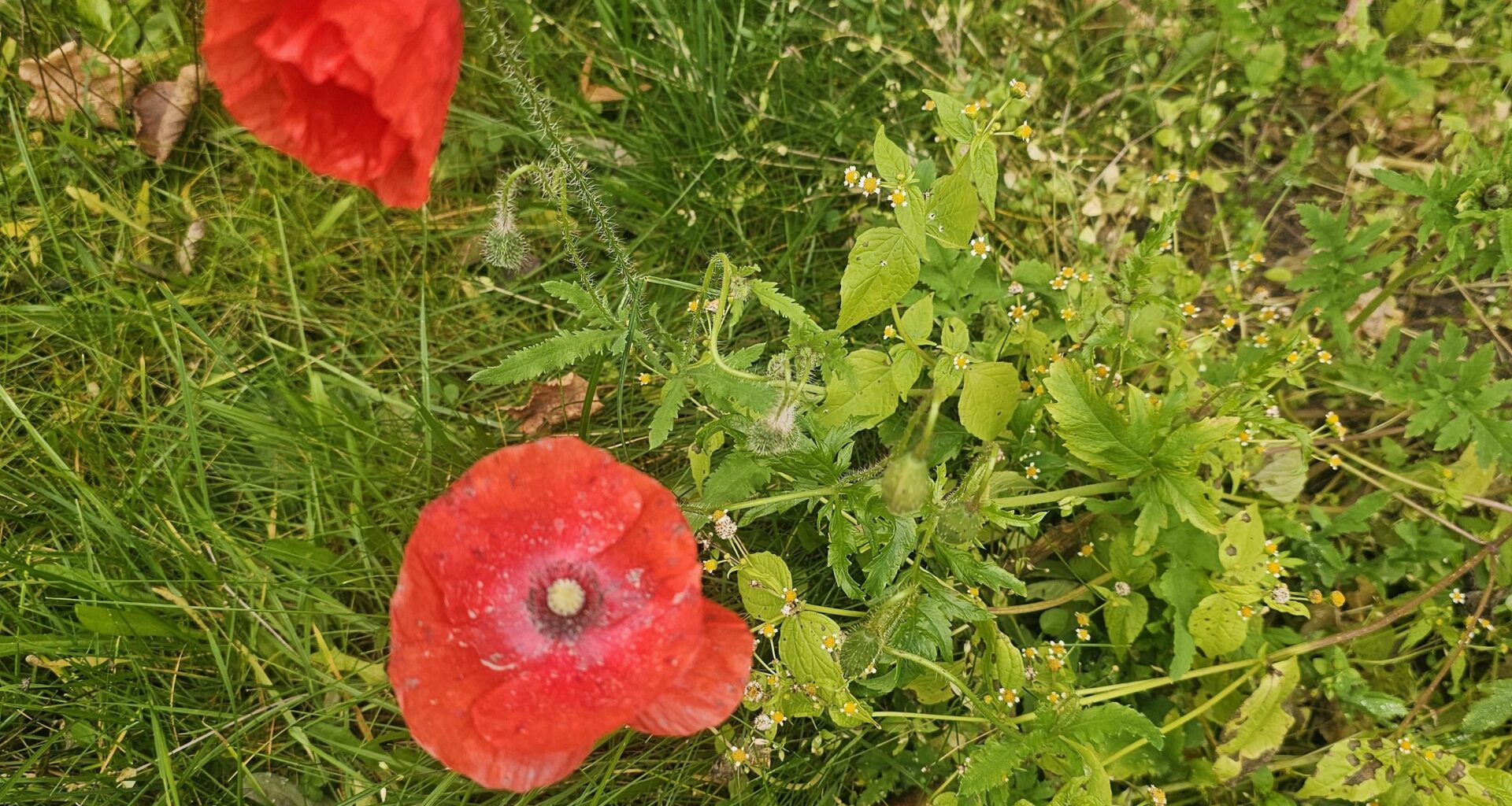 Mohnblumen sind im November aufgeblüht