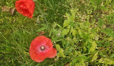 Mohnblumen sind im November aufgeblüht