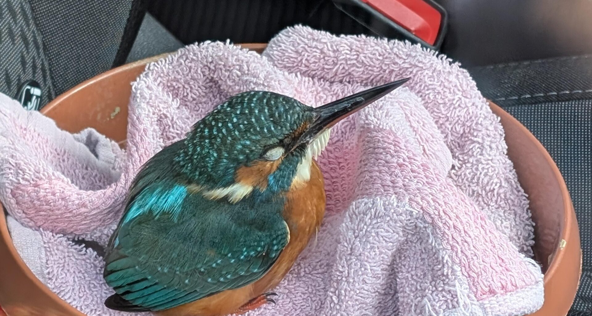 Eisvogel gefunden und der Tierrettung übergeben