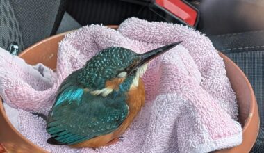 Eisvogel gefunden und der Tierrettung übergeben