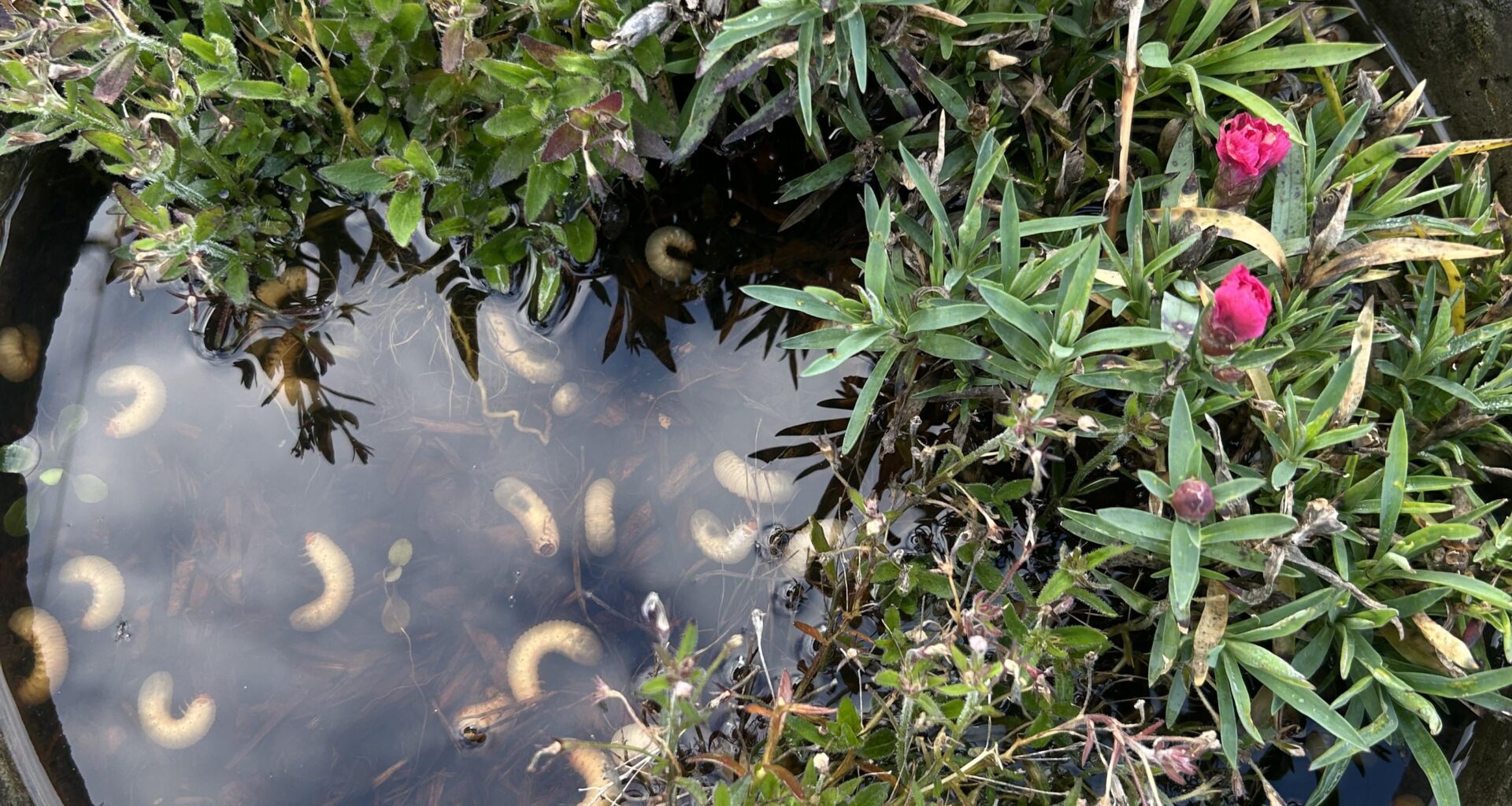 Was habe ich hier in meinem Pflanzenkübel und wie bekomme ich das los?