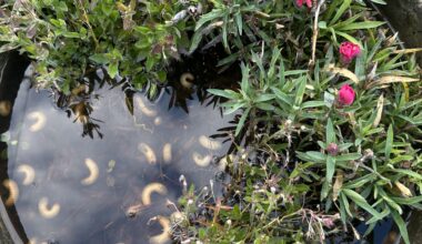 Was habe ich hier in meinem Pflanzenkübel und wie bekomme ich das los?