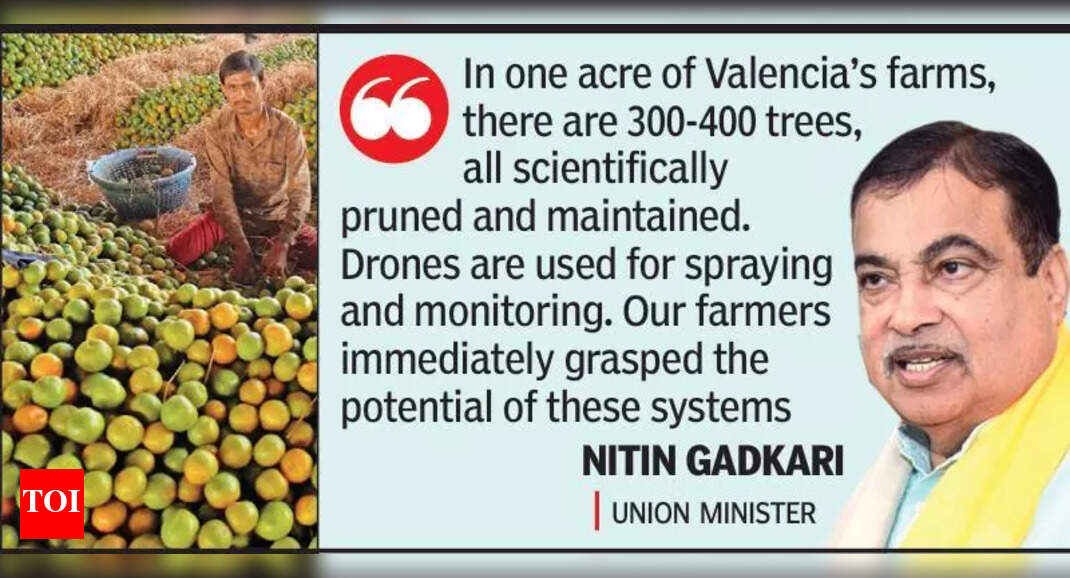 Vidarbha orange farmers apply lessons from Spain trip, yield to triple in 5 years: Gadkari | Nagpur News