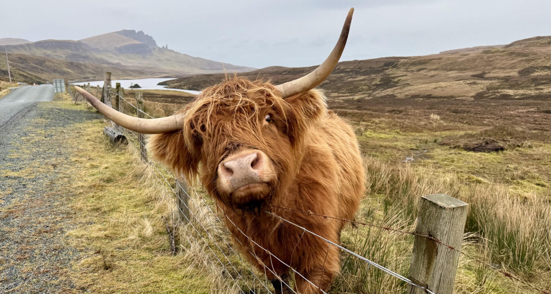 Since someone posted a pic of a highland cow that they did not take, here is my favorite pic I (actually) took during my trip in December.