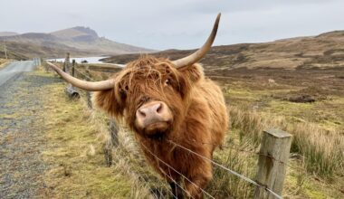 Since someone posted a pic of a highland cow that they did not take, here is my favorite pic I (actually) took during my trip in December.