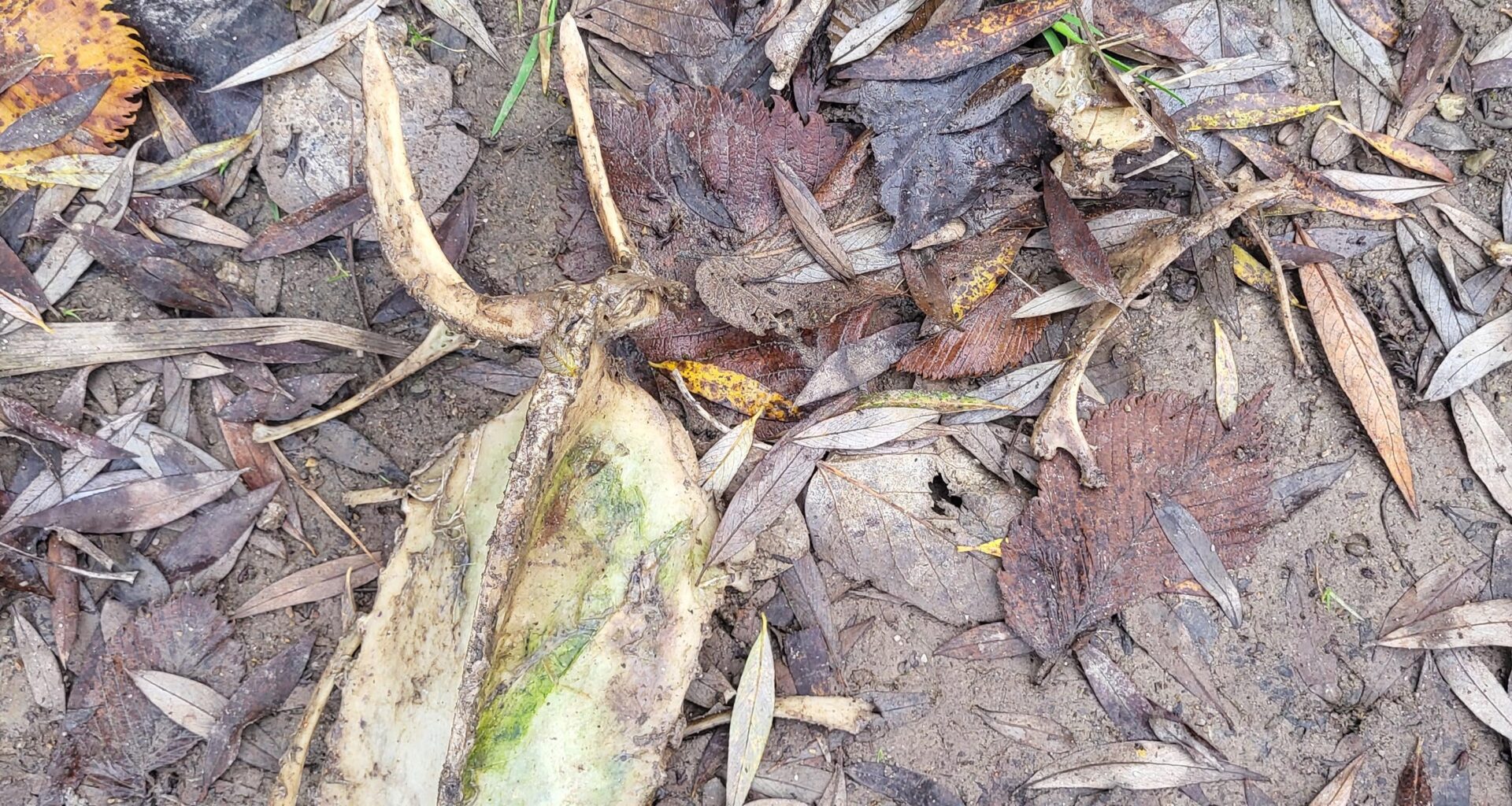 Was könnten das für Knochen sein?