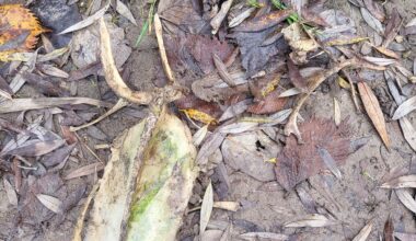 Was könnten das für Knochen sein?