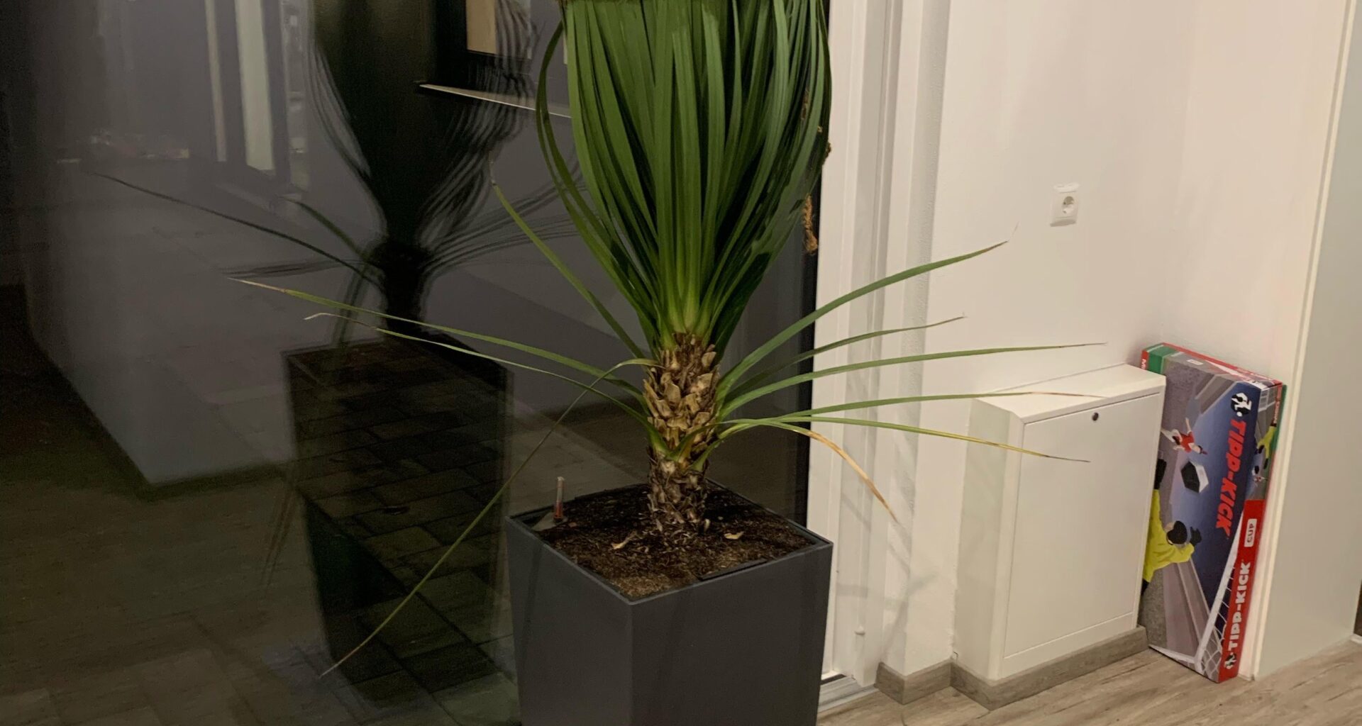 Zerstöre ich meine Pflanze?