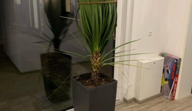 Zerstöre ich meine Pflanze?