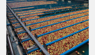 Moldova’s apple processing volume expected to reach 280,000 tonnes, above last year’s level