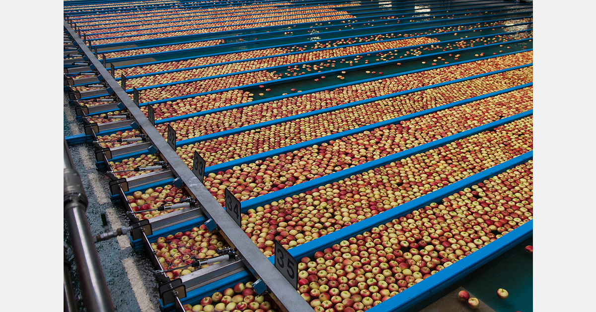 Moldova’s apple processing volume expected to reach 280,000 tonnes, above last year’s level