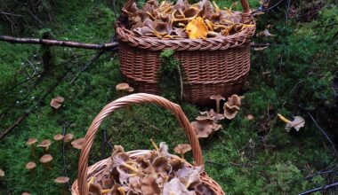 Det är fullt med trattkantareller i våra svenska skogar! Låt dem inte gå till spillo!