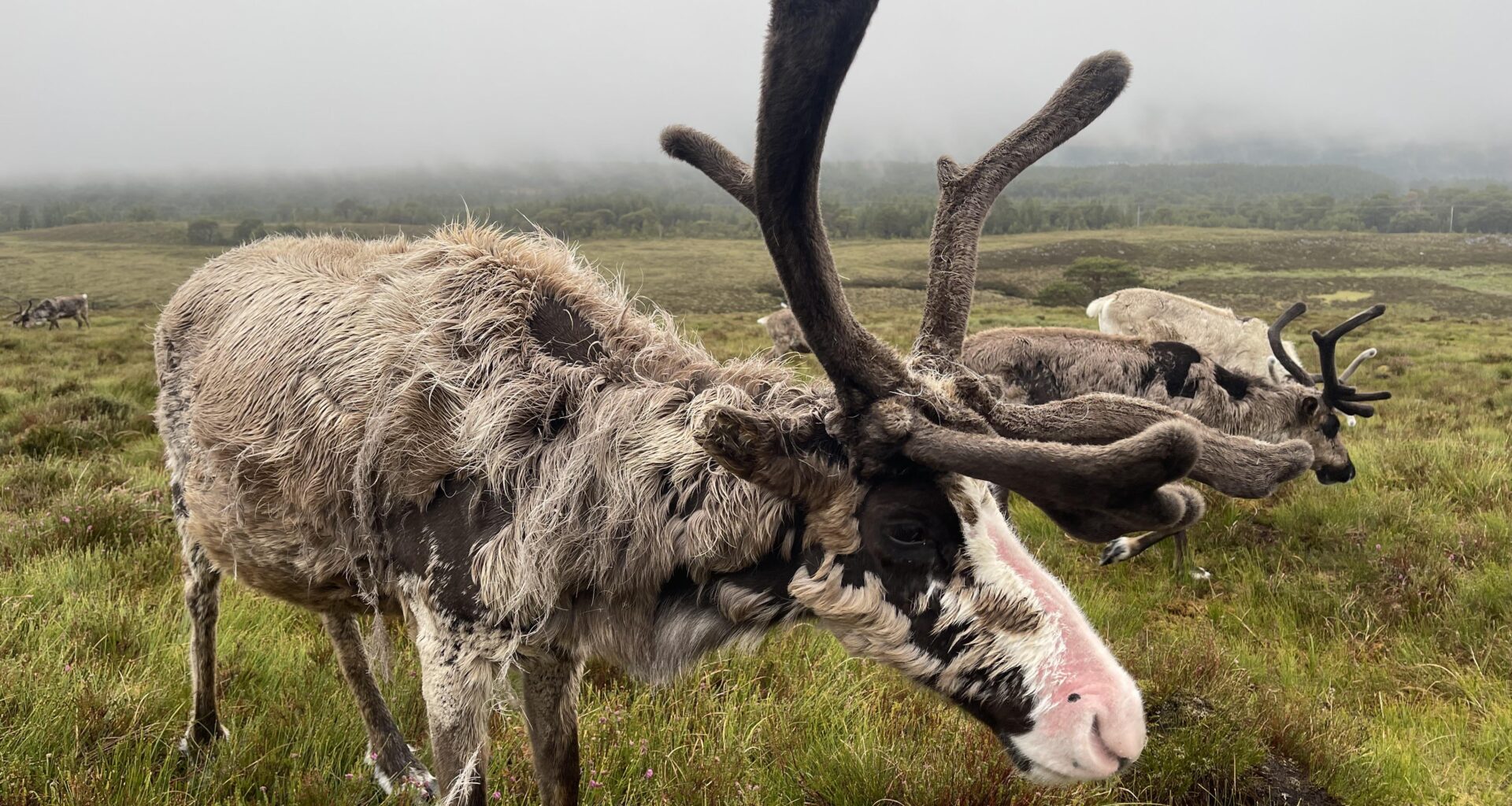 Saw this in the highlands, is shaggy, didn’t moo, not sure if it’s a highland cow