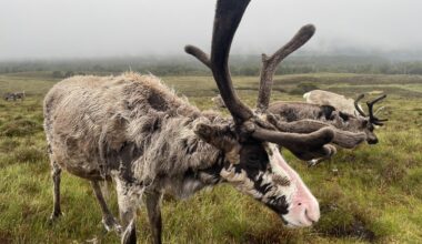 Saw this in the highlands, is shaggy, didn’t moo, not sure if it’s a highland cow