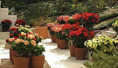 Orchids and Poinsettias Bring Winter Magic to Seoul Botanic Park’s ‘Winter Garden’ through Jan. 25