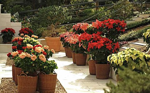 Orchids and Poinsettias Bring Winter Magic to Seoul Botanic Park’s ‘Winter Garden’ through Jan. 25