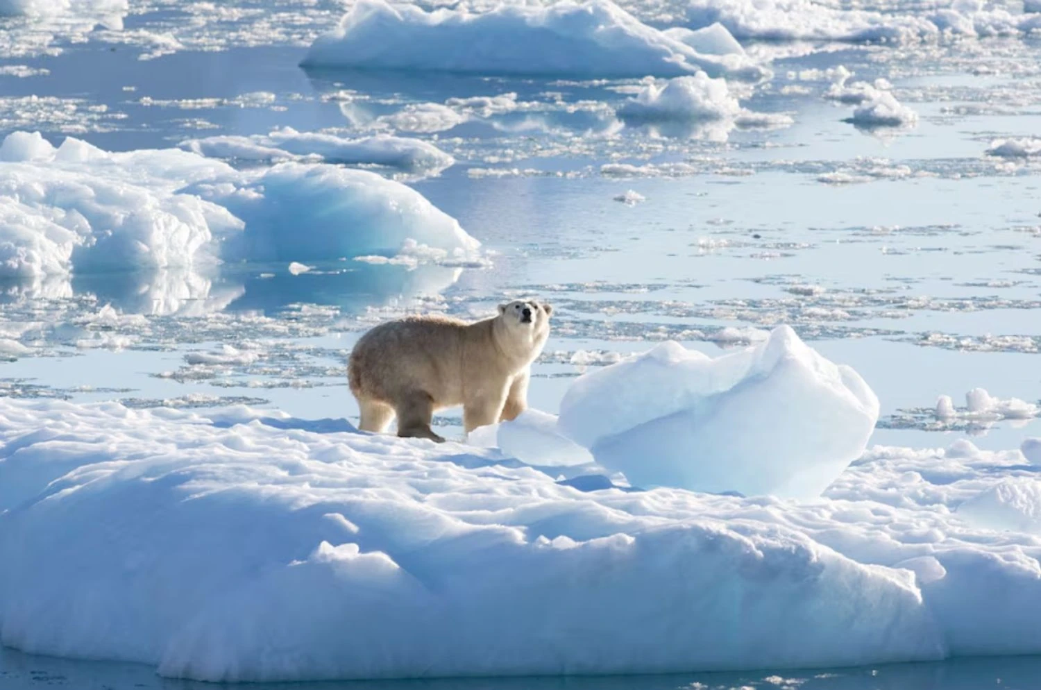 Iceland considers the threat of Atlantic current collapse a national security issue