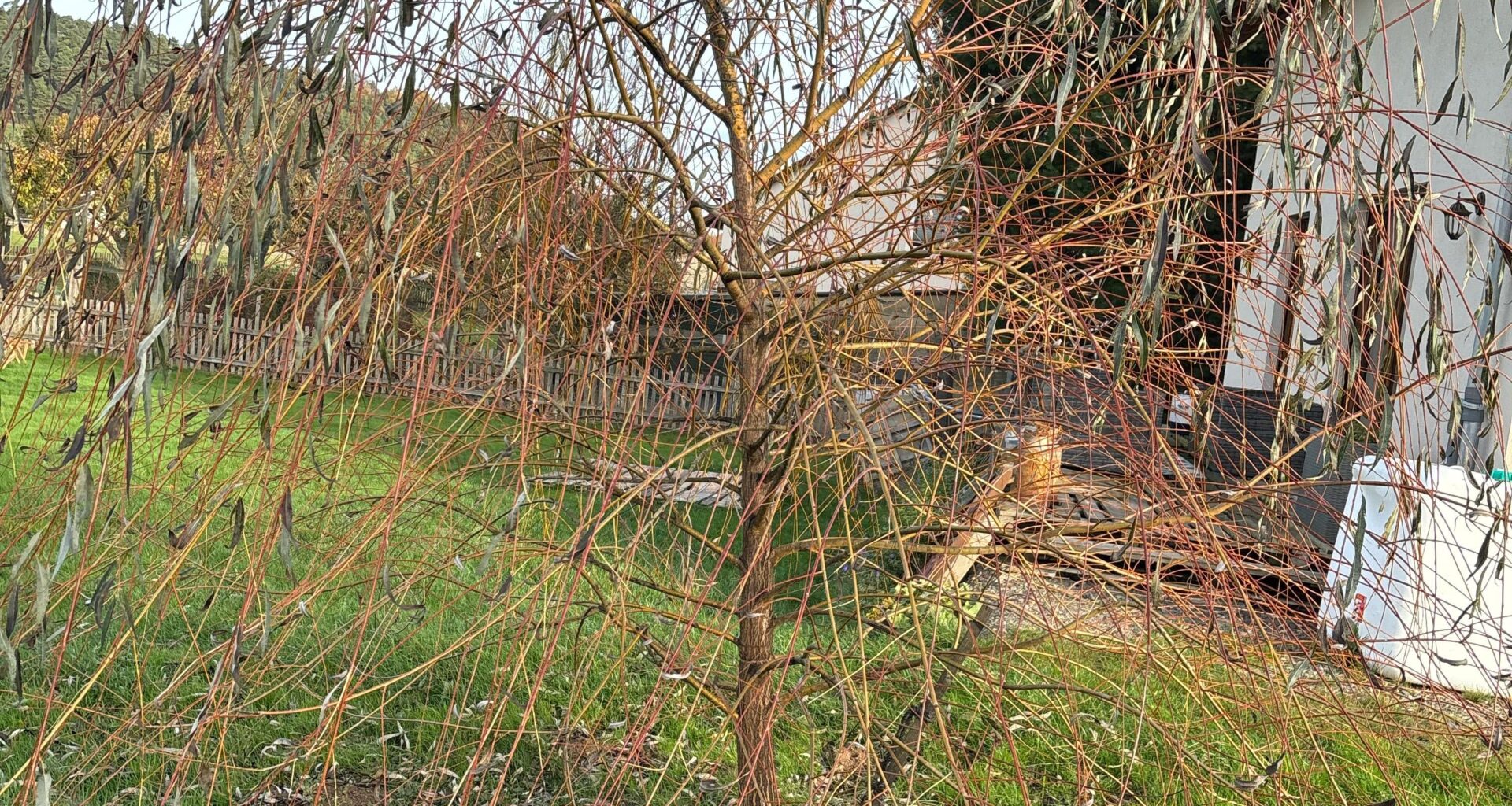 Wie schneide ich solch eine Dame?