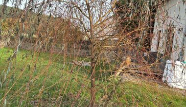 Wie schneide ich solch eine Dame?