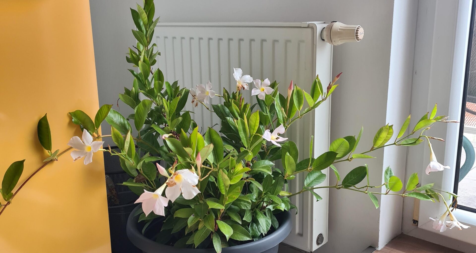 Diplandenia warm überwintern