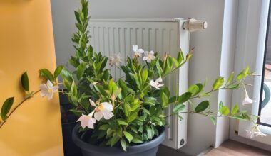 Diplandenia warm überwintern