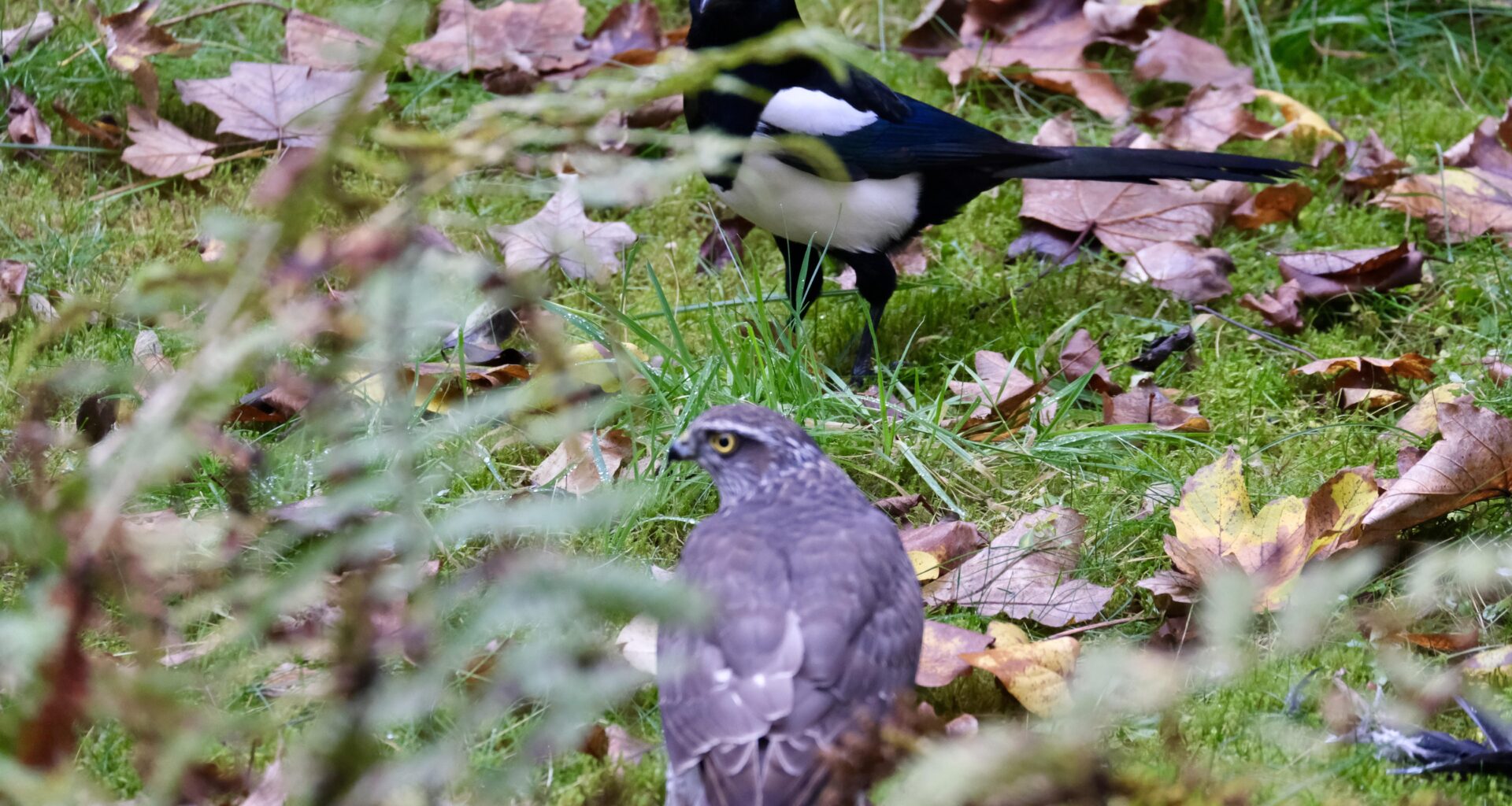 Kleine Ergänzung zum Sperber