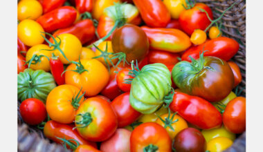 South Korea expands production of functional tomatoes