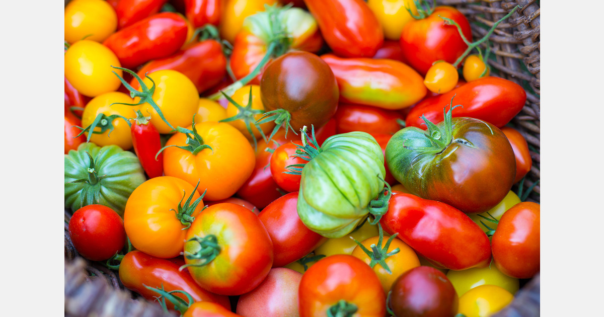 South Korea expands production of functional tomatoes