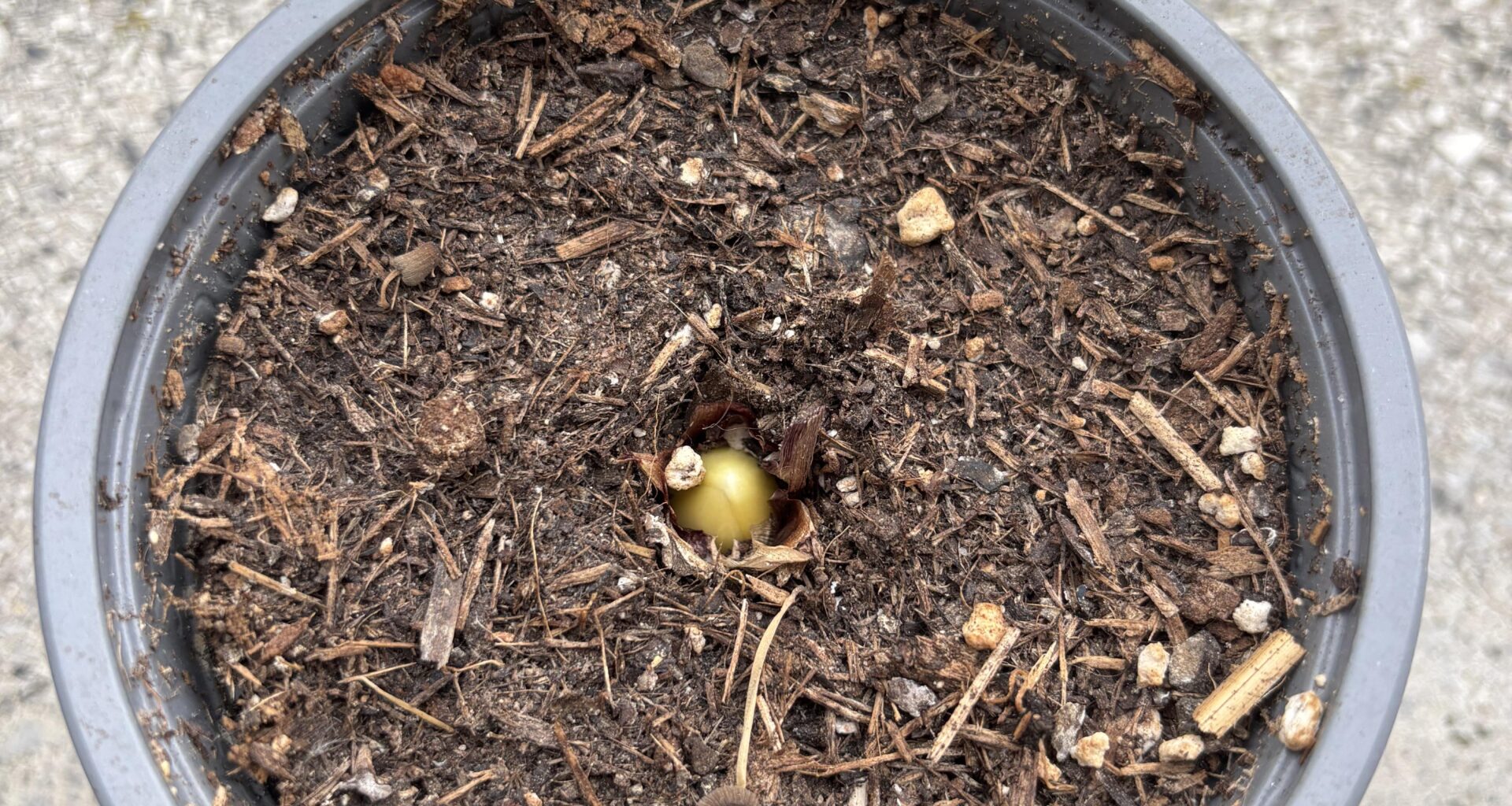 Hyazinthe treibt aus (?)