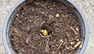 Hyazinthe treibt aus (?)