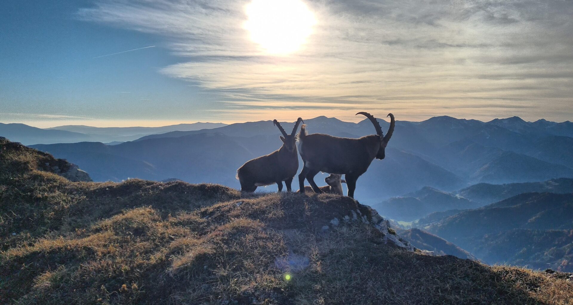 Steinböcke am Reiting. Sie ließen mich relativ nah ran (3-4m).