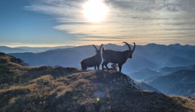 Steinböcke am Reiting. Sie ließen mich relativ nah ran (3-4m).