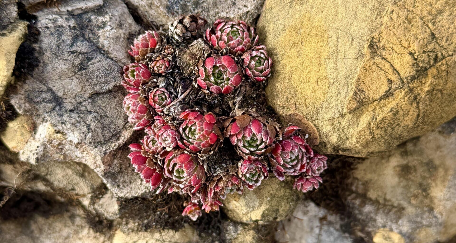 Sempervivum am 14.11.2025 im Aufstieg zum Speer auf 1700m