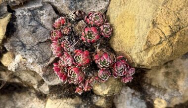 Sempervivum am 14.11.2025 im Aufstieg zum Speer auf 1700m