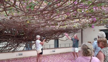 viaggio tra i giganti verdi, patrimonio naturale e culturale d’Italia