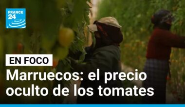 Tomates marroquíes: el lado oscuro de las megagranjas de Agadir • FRANCE 24 Español