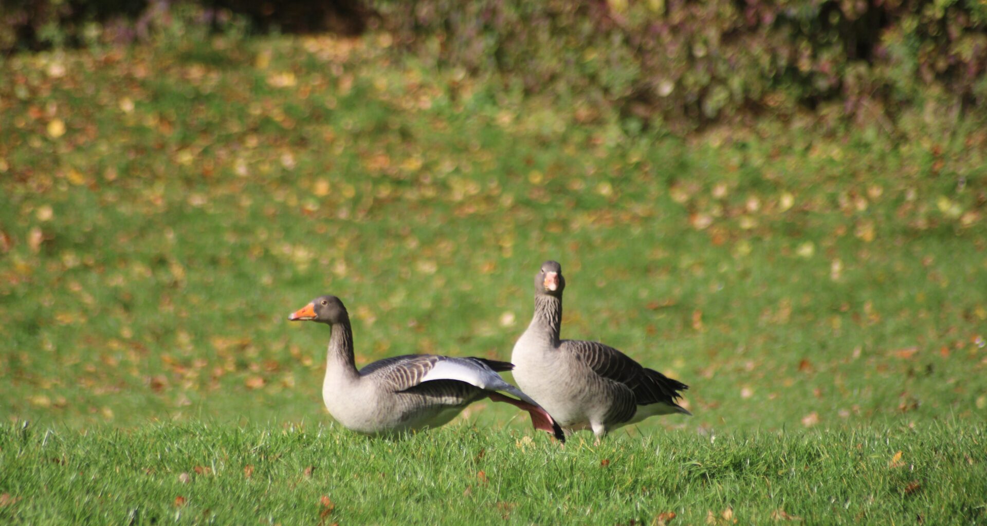 Graugänsen bei Sonnenbräune